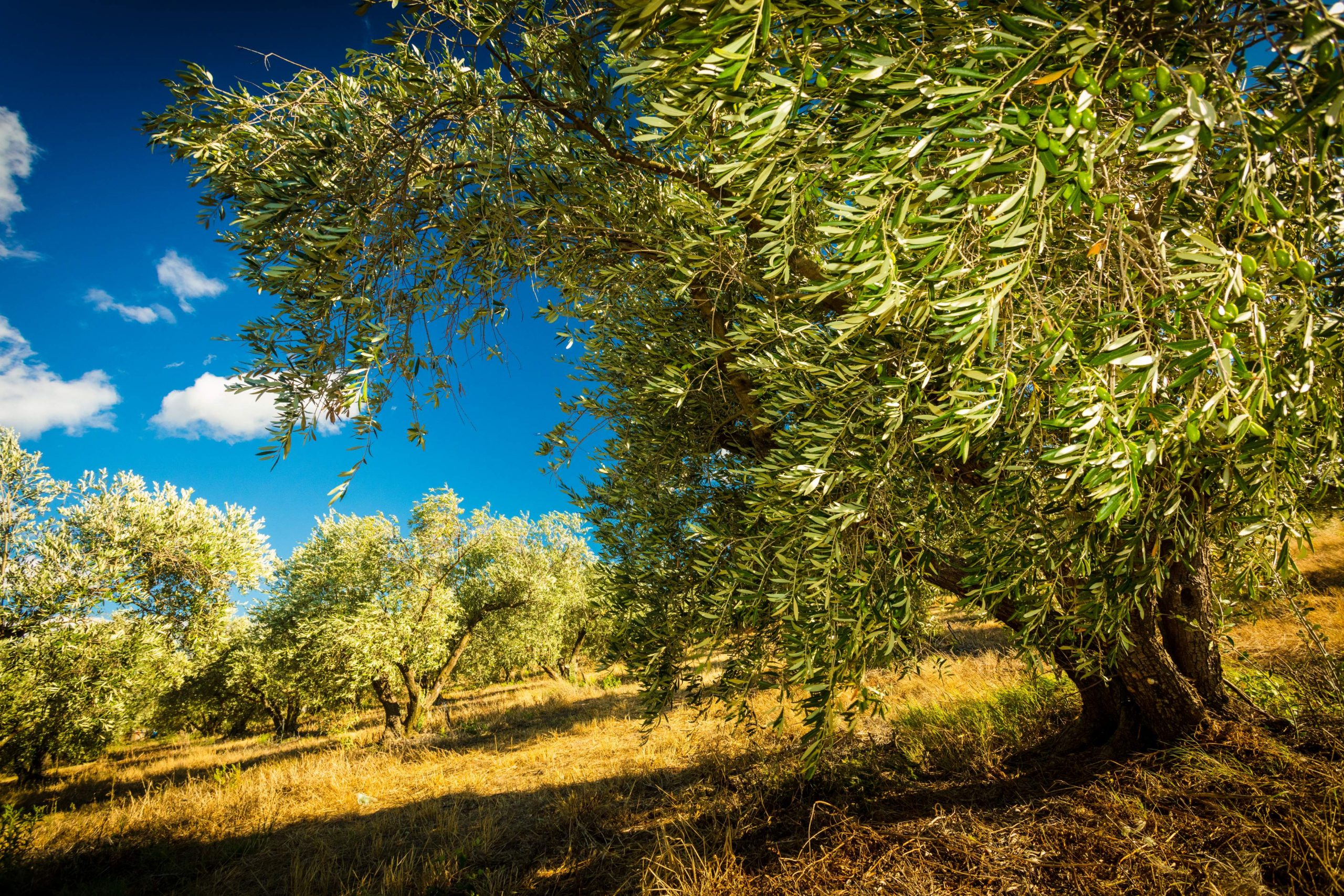 fleur d'olive - Nizan lez Enserune --photo aspheries-00701